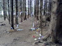 Fairy Forest