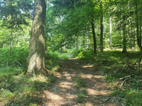 Waldweg