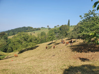 Kühe auf Obstwiesen