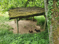 Schafe am Schauderberghof